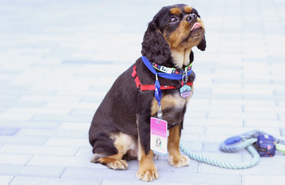 An image of a small brown and black dog at the Amazon offices in Culver City
