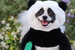 An image of a small black and white dog wearing a panda costume