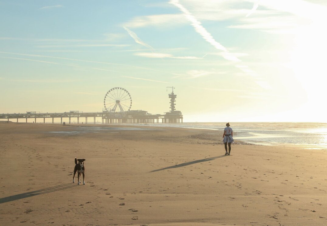 Reisen mit Hund_Haustier