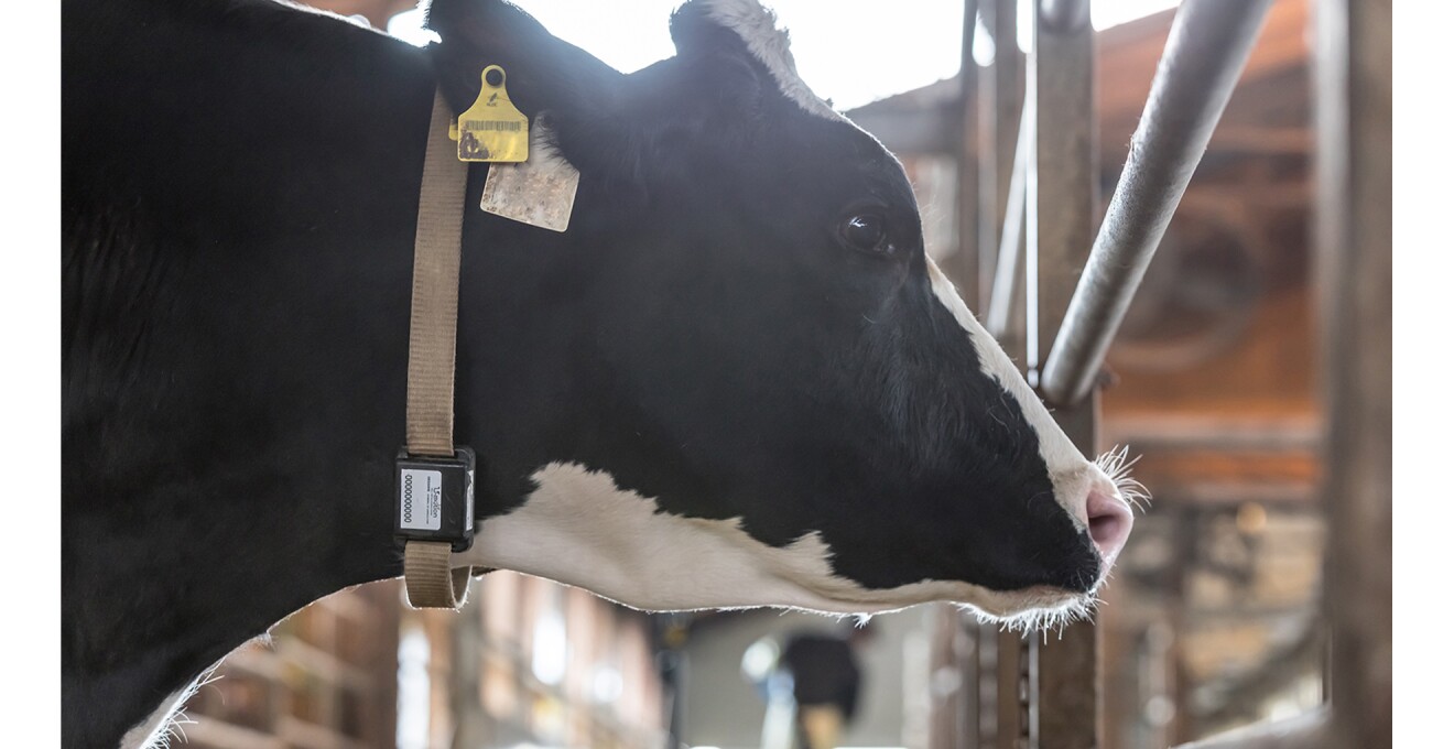 センサーがついた首輪をつけている牛の写真