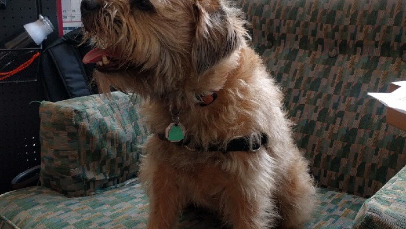 Amazon dogs