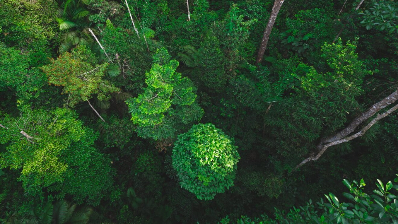 Bosque frondoso de color verde. Plano superior sacada de un dron. Árboles de más de 20 metros. 