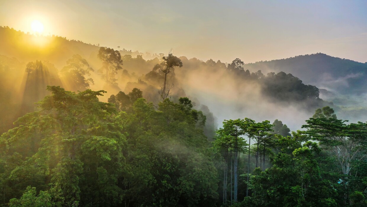 Forest. Naturaleza. Bosque frondoso de árboles verdes muy altos, Podría ser un bosque tropical. De fondo se ven un par de montañas y en la parte superior izquierda aparece el sol deslumbrante que produce con la niebla que hay en la foto niebla amarilla. Podría ser un amanecer o un atardecer.
