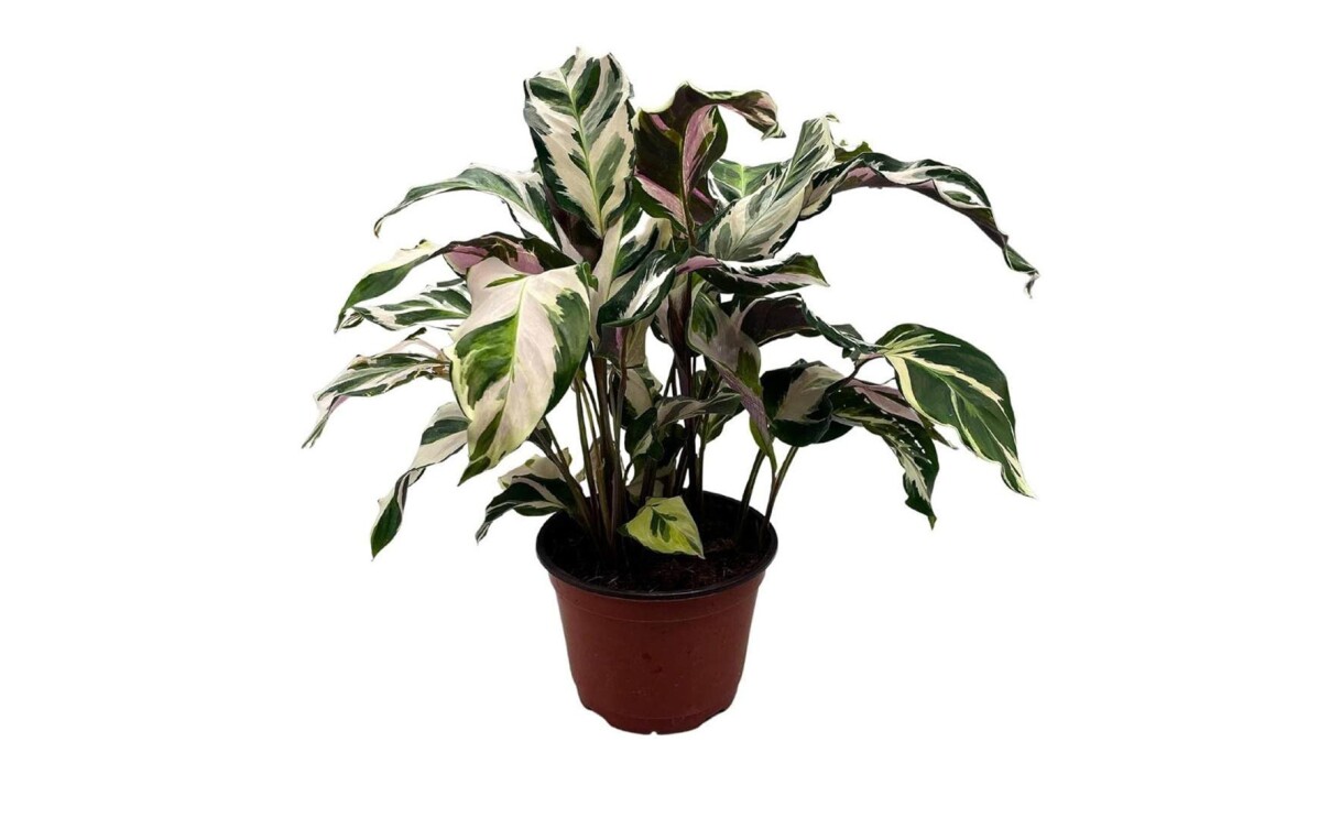 a variety of indoor houseplants from bubbleblooms, a small business that sells on amazon