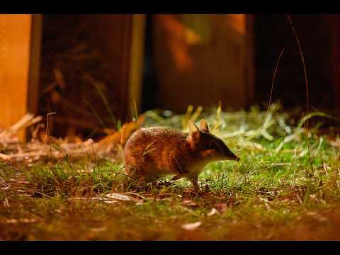 Bandicoots, once considered extinct on mainland Australia, take major steps towards life in the wild