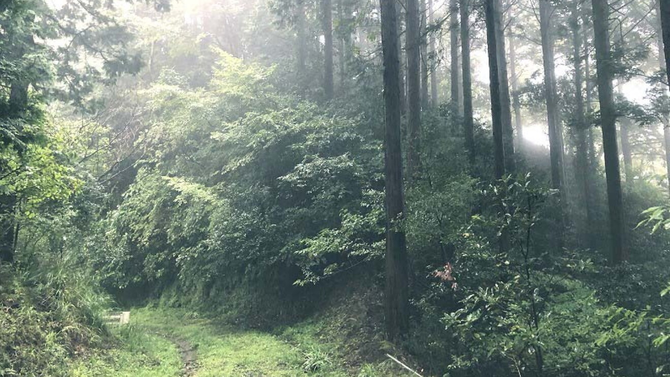 Dense forest with sun breaking through the treetops