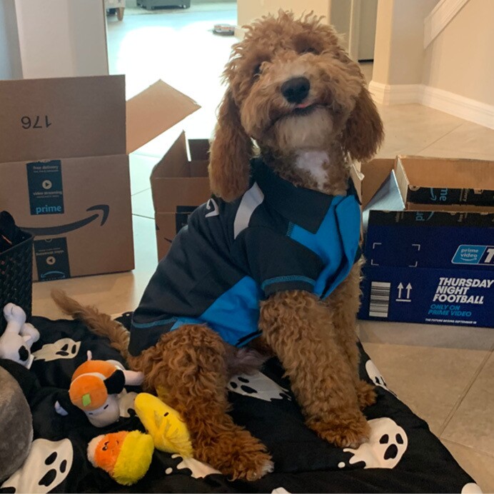 Finnegan, a goldendoodle, wears a Amazon delivery costume and sits among his toys and Amazon boxes.