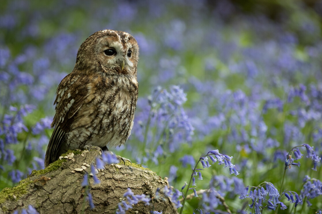Tawny Owl