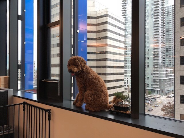 A brown poodle sits in an office window, overlooking skyscrapers and a Seattle street. The dog is looking at the photographer.
