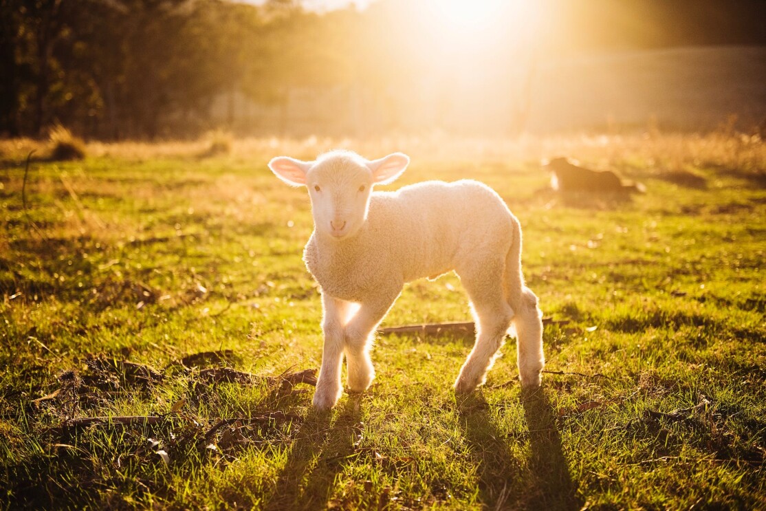 DSM Animal Nutrition lamb in the sunlight