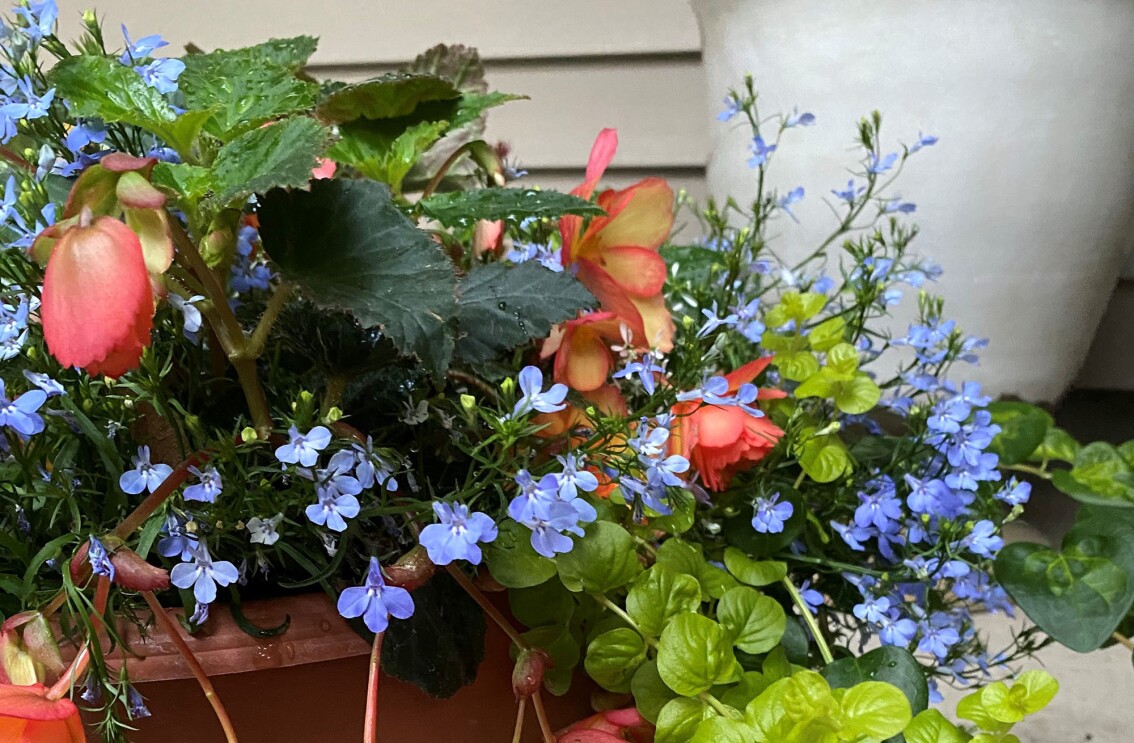 an image of flowers growing out of a planter. There are light purple and orange/pink flowers and green leaves surrounding them.