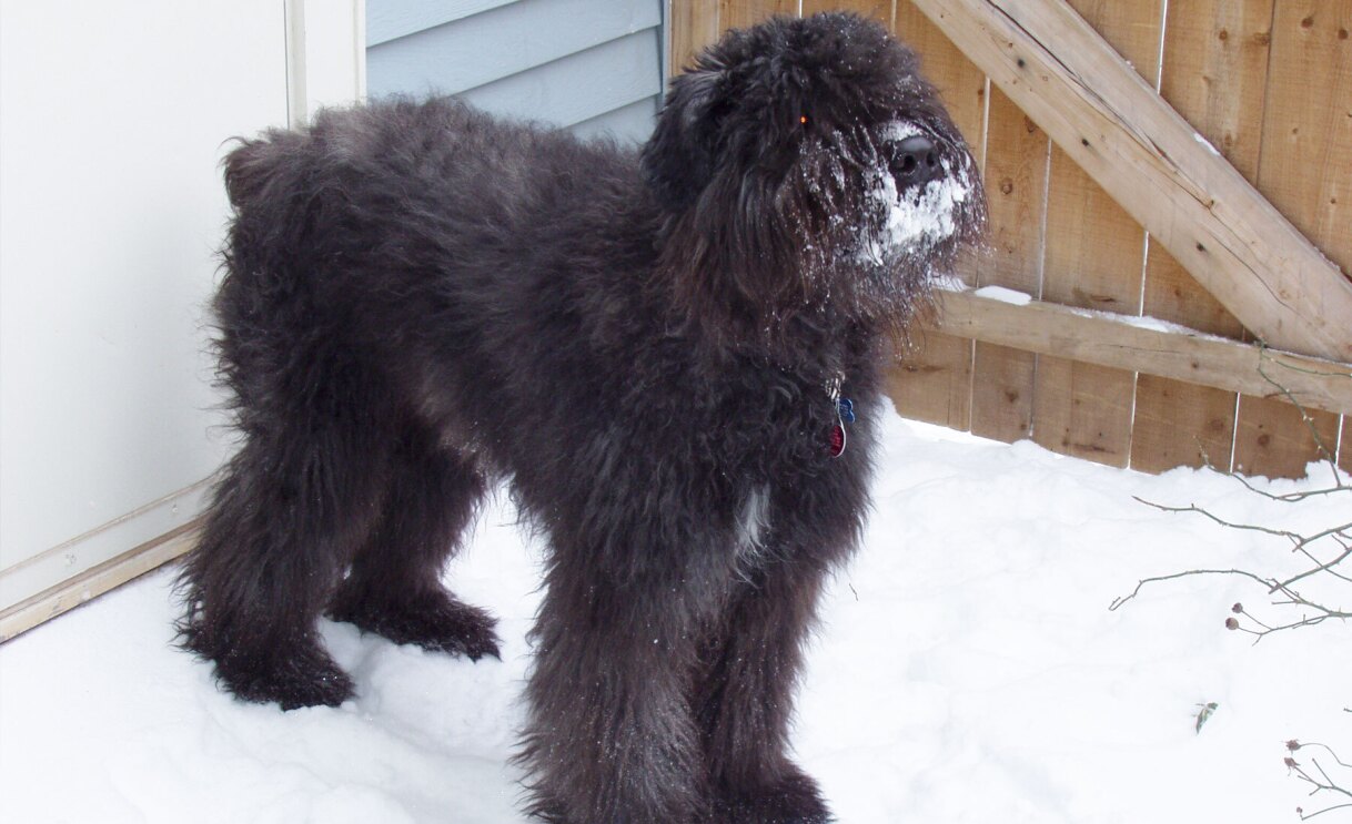 An image of a dog looking at the camera