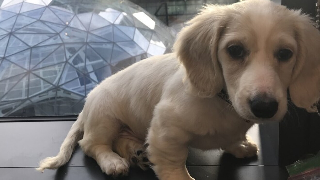 Amazon dogs