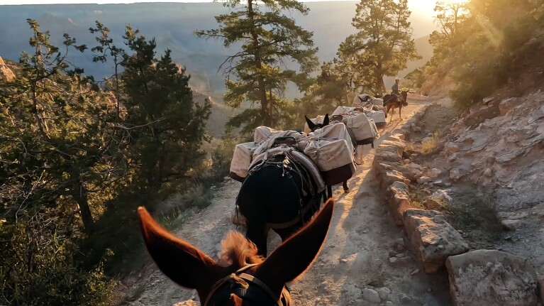 Image from the perspective of riding a mule through the Grand Canyon with several mules in front carry packages.