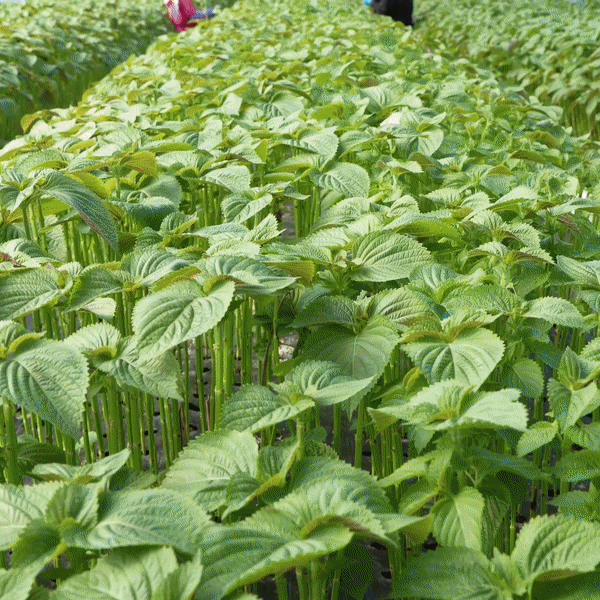 A GIF showing a field of perilla leaves and a man using his phone to control the shading and misting.