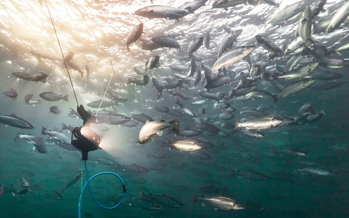 A photo of an underwater camera recording a school of fish.