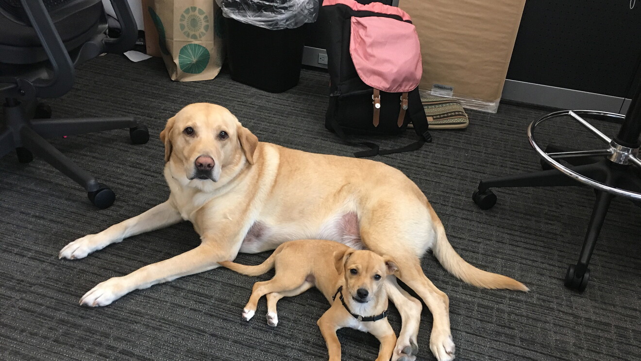 One big dog and one small dog lay next to each other on the office floor.