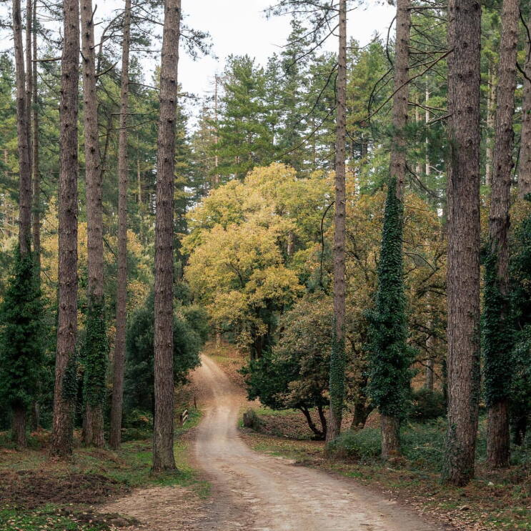A dirt road that leads into woods with a variety of trees.