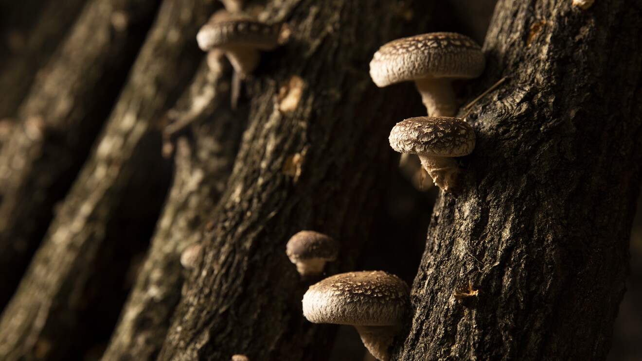 デジタルが切り拓く中小企業の未来 Vol.17 日本の中小企業が世界に羽ばたくために