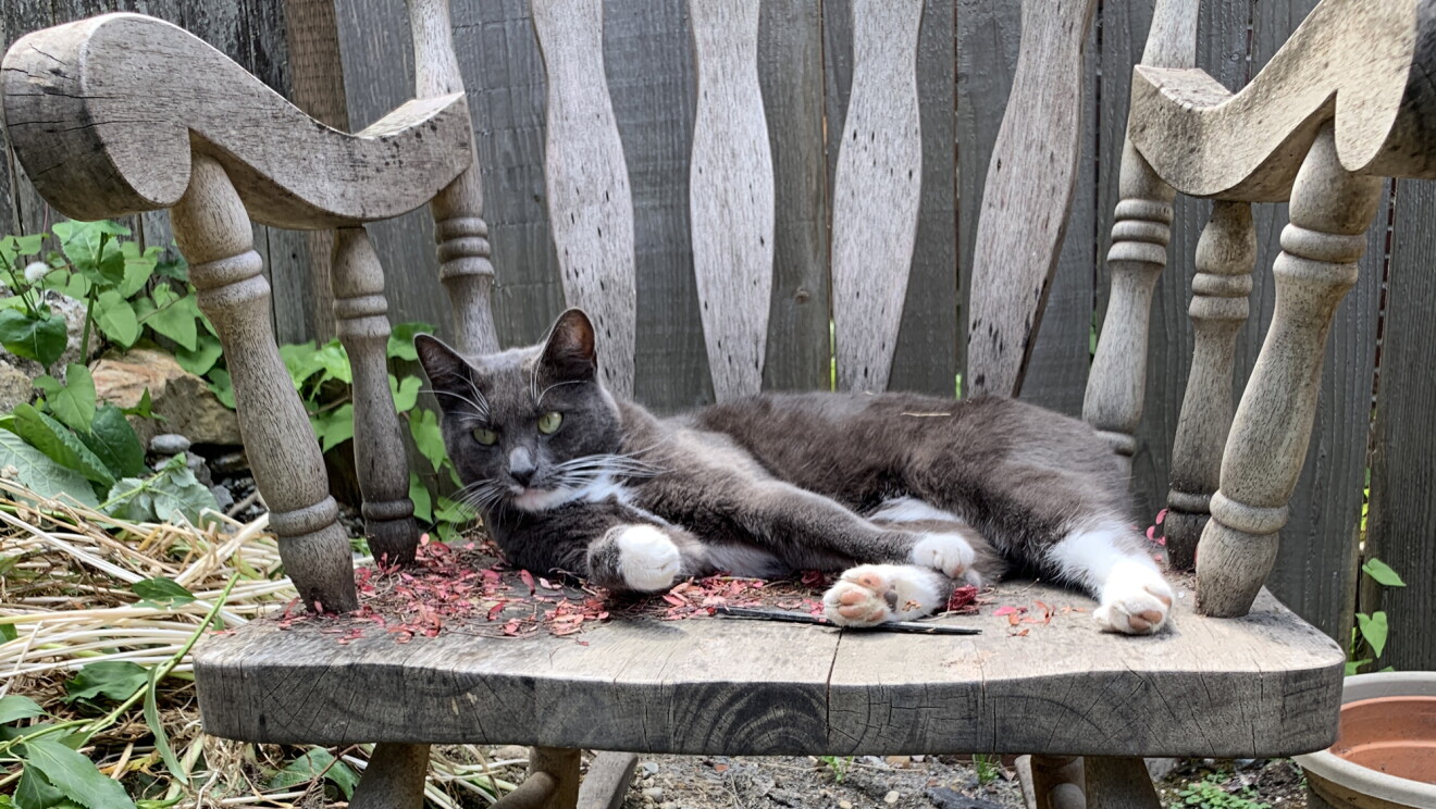A cat lies on a weathered wooden rocking chair.
