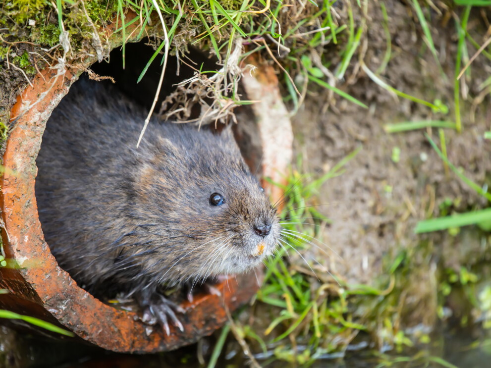 Water vole