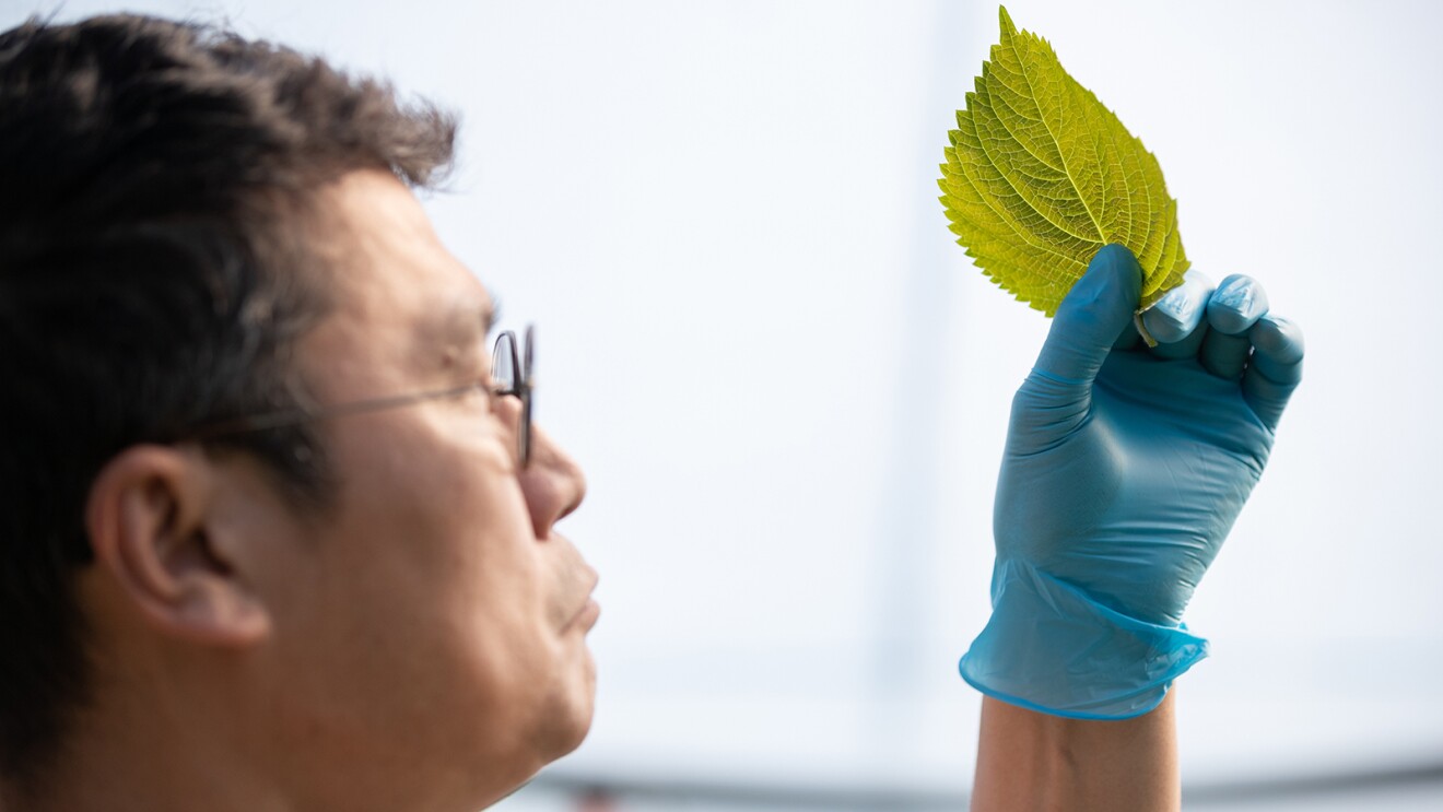 An image of perilla plants being planted.