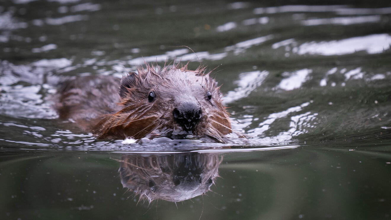 Beavers return to West London