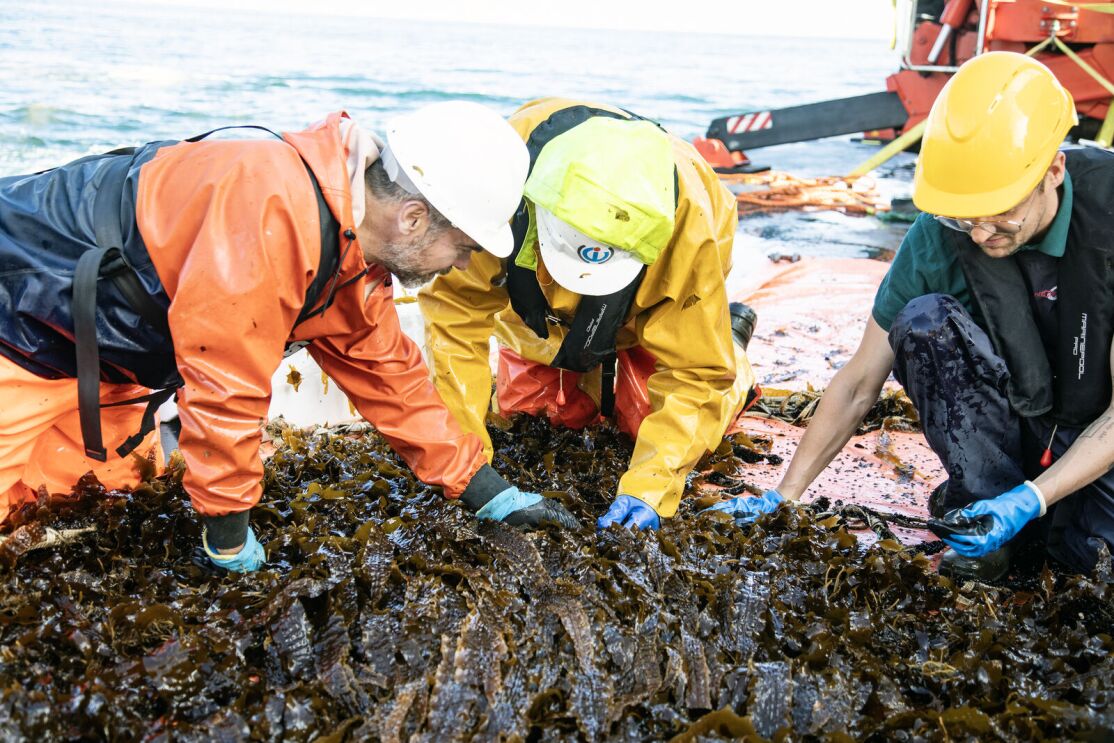 seaweed_2