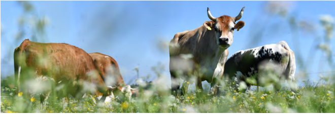 An image of cows in a green field with a blue sky behind them