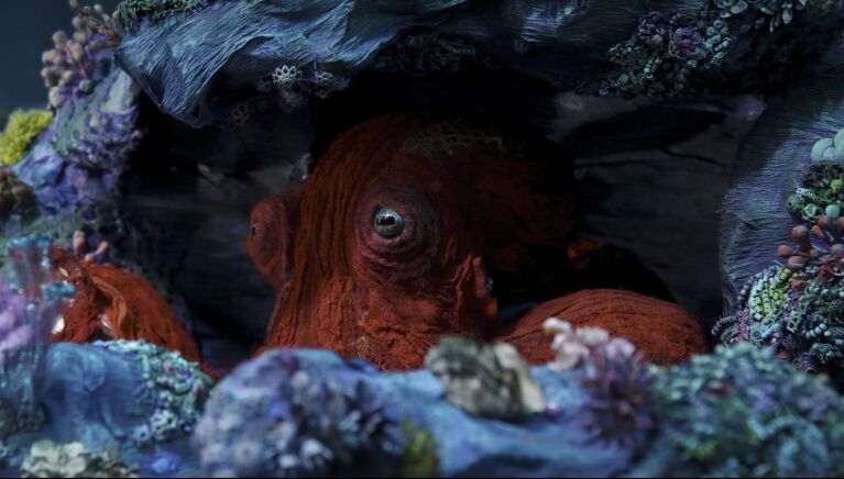 Octopus versteckt sich unter einem Stein 