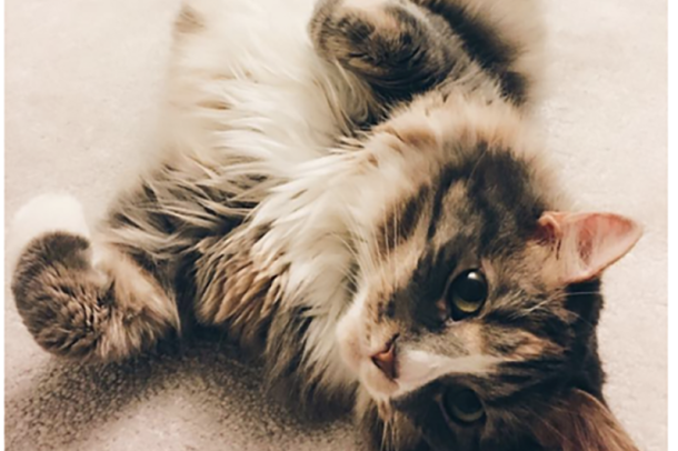 A domestic long hair cat lies on her back, looking directly into the camera, as she rolls on the floor.