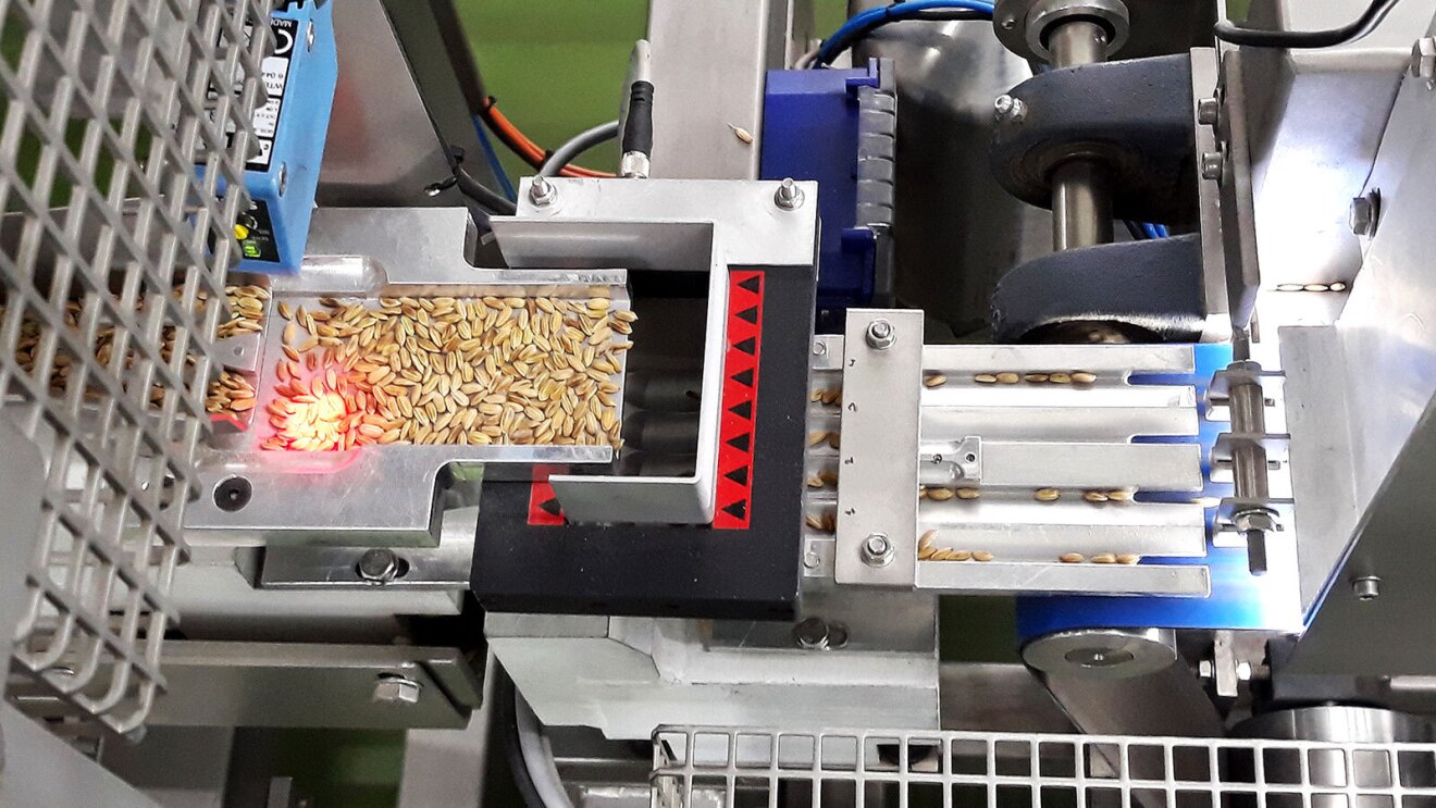 A photo of rice being sorted and analyzed in a lab.