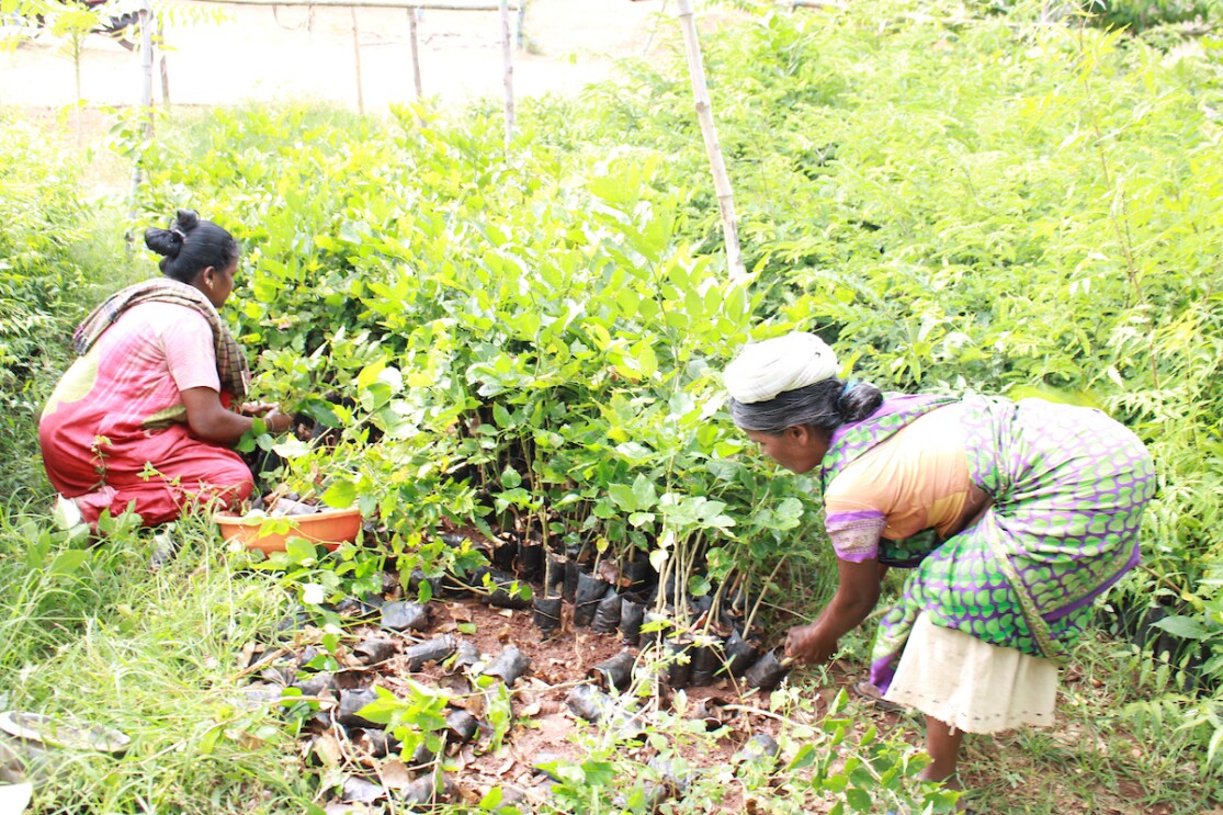 Two women plant trees in a green field in India.