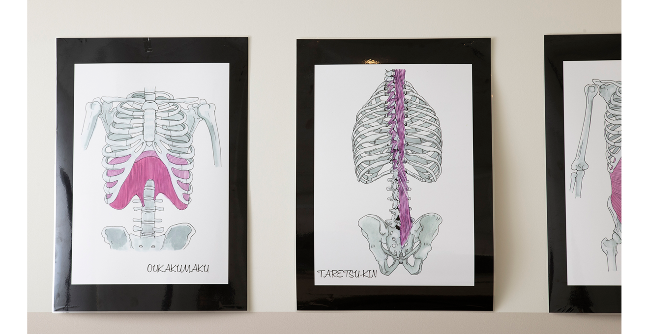 骨や筋肉、神経などのイラストが展示されている様子