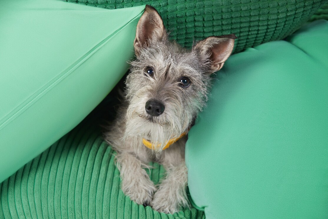 Dog lays between two green pillows on a green couch.