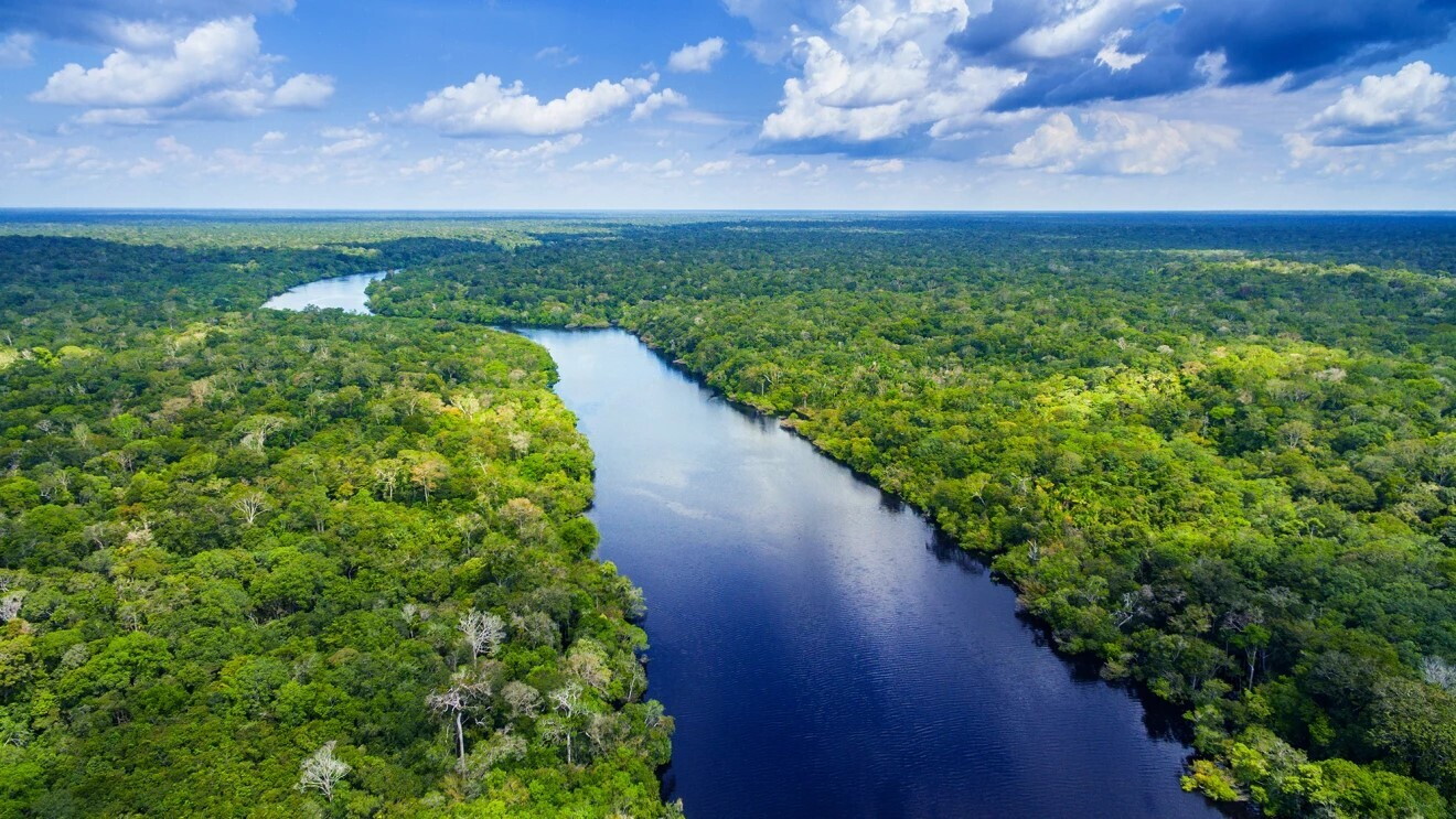 Picture of a rainforest