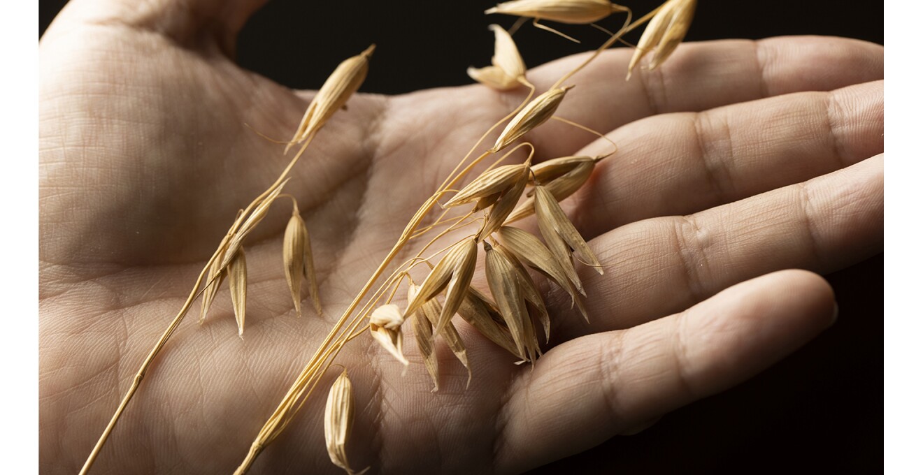 麦の穂の写真。実のひとひとつが飛んでいるつばめの姿に似ている。