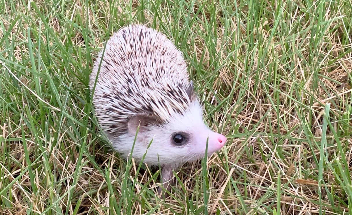 An image of a pet.