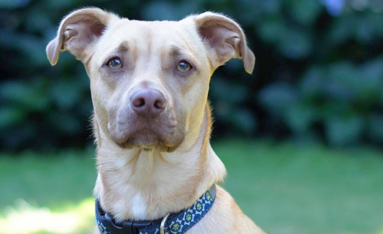 An image of a dog looking at the camera