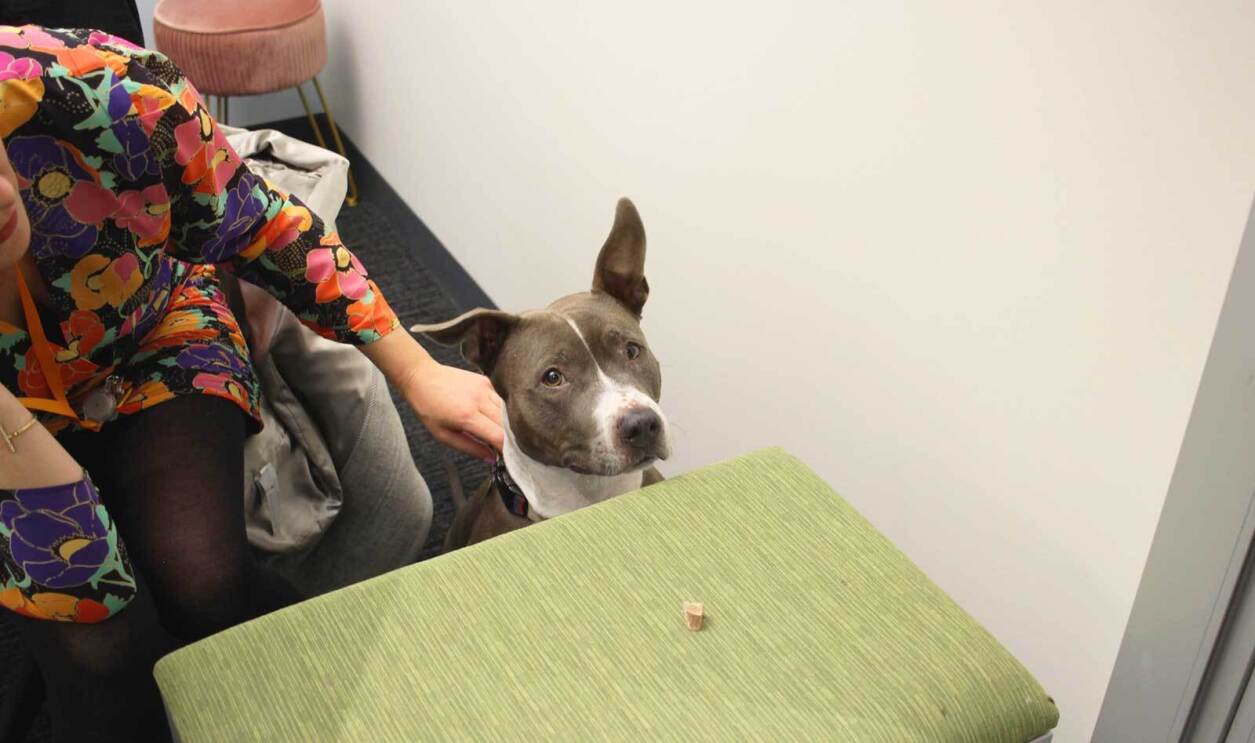 An image of a grey and white dog sitting inside an office at Amazon. There is a green filing cabinet in front of her and her owner is behind her petting her.