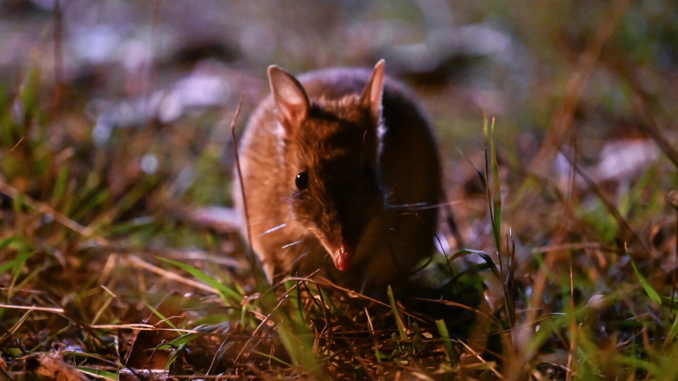 Small brown bandicoot standing alert in grass and dried vegetation