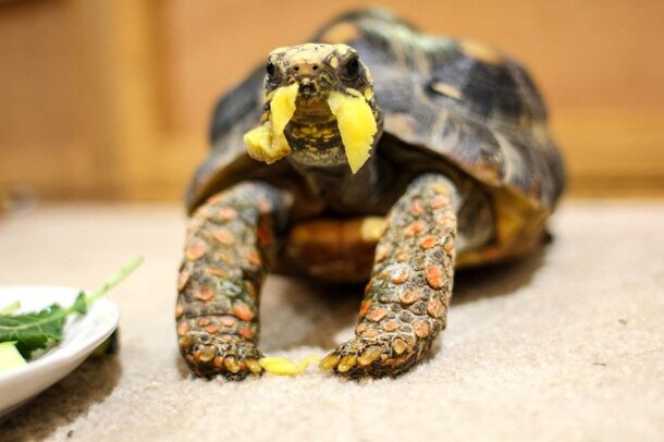 love_your_pet_K._V533992514_.jpg