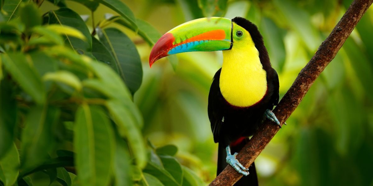 an image of a toucan bird sitting in a tree 