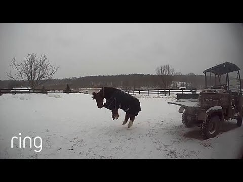 Pon Pon the pony jumps for the camera