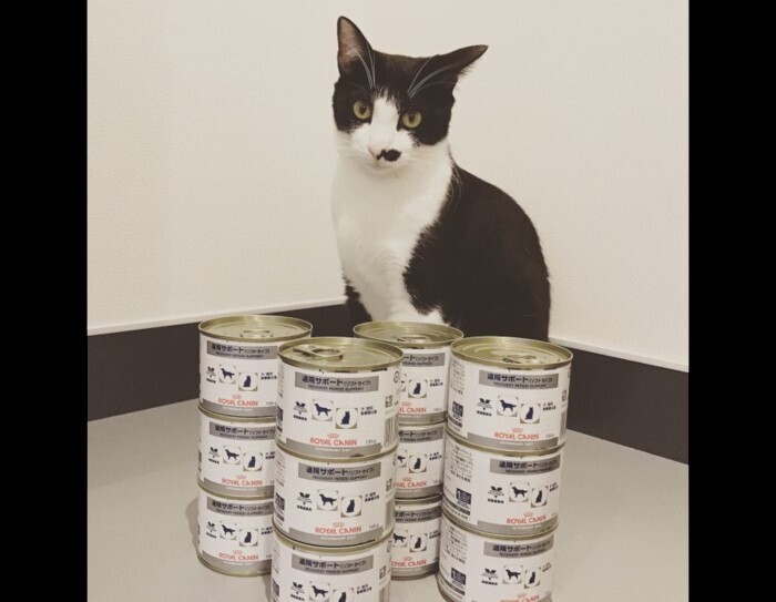 保護施設で暮らす犬猫を「ほしい物リスト」で支援