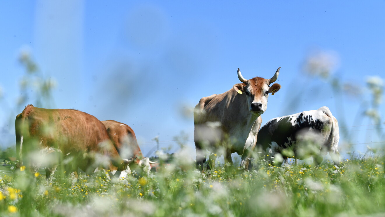 Kühe grasen auf einer Wiese