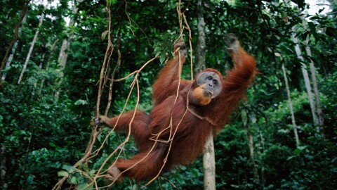 Sumatran Orang utan swings from llanas in Indonesia.