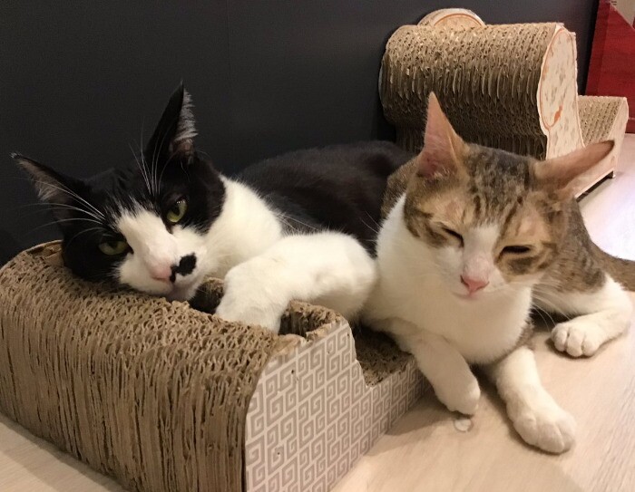 保護施設で暮らす犬猫を「ほしい物リスト」で支援