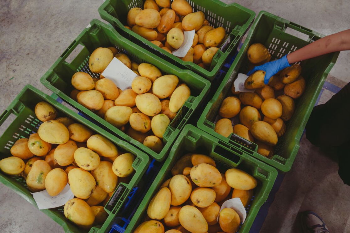 Fresh mangoes