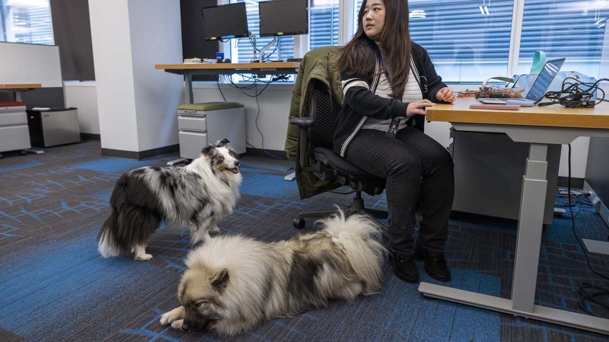 An image of dogs in the office at Amazon's Seattle headquarters with employees.